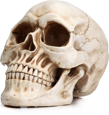 Vortaz Realistic Human Anatomy Skull Model 1:1 Scale Resin