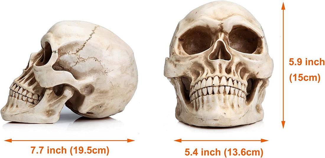 Vortaz Realistic Human Anatomy Skull Model 1:1 Scale Resin