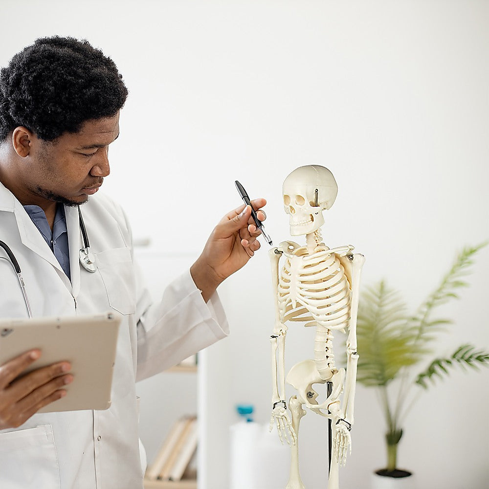 Vortaz Human Anatomy Skeleton Model 85cm Male PVC with Stand