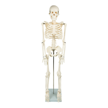 Vortaz Human Anatomy Skeleton Model 85cm Male PVC with Stand